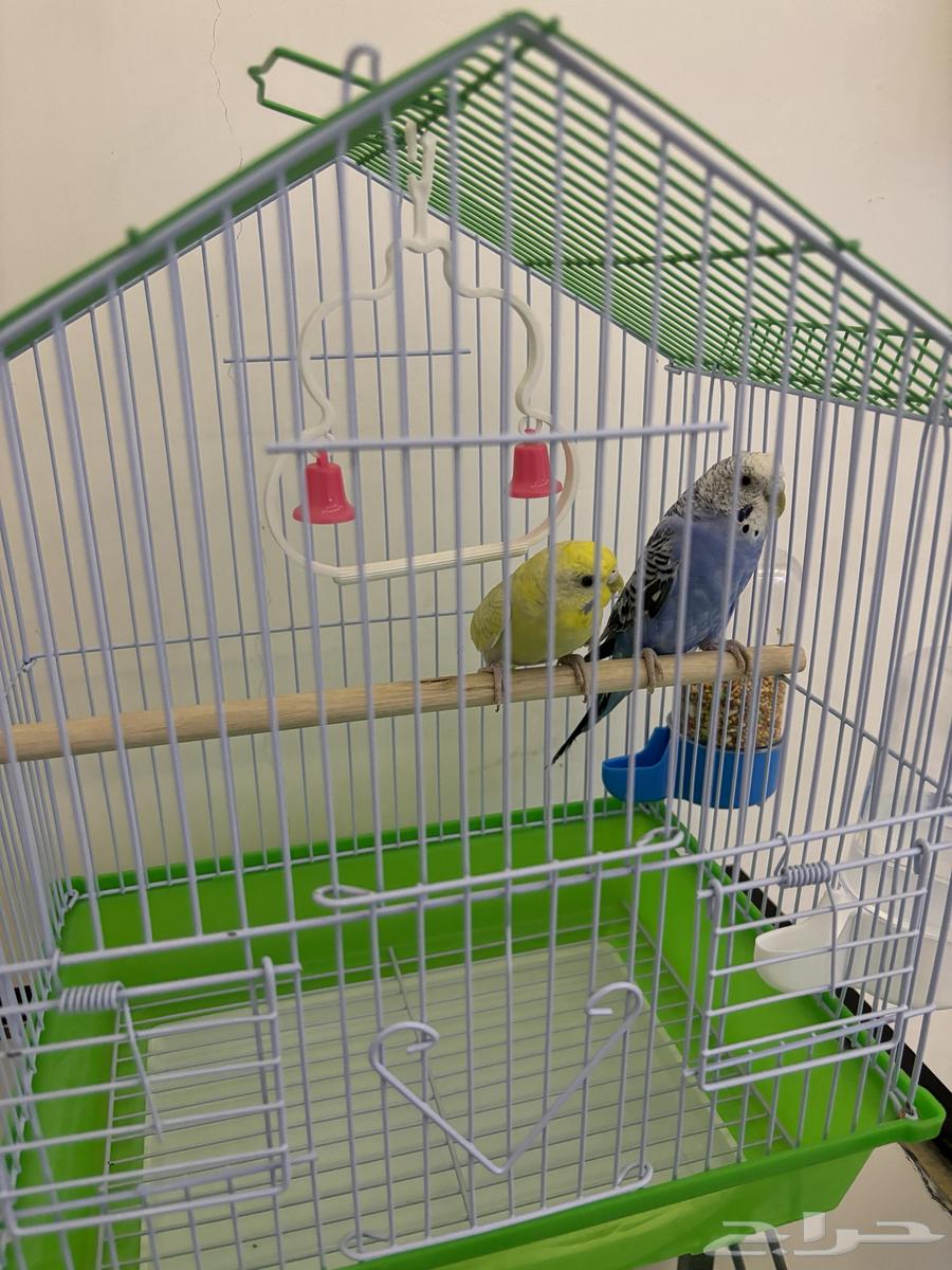 Budgie Pair63622884429314113