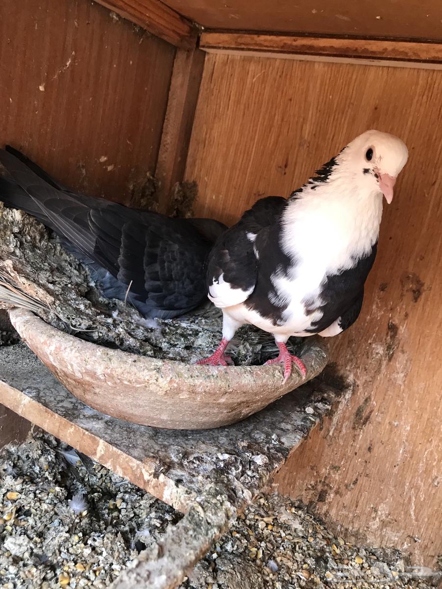 صنعاني صنف شيبه حجم صغير وصوت ناعم63620750480385113