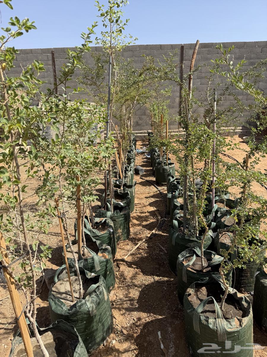 Indian Almond and Large Maraki Sidr Tree Seedlings63621421363457112