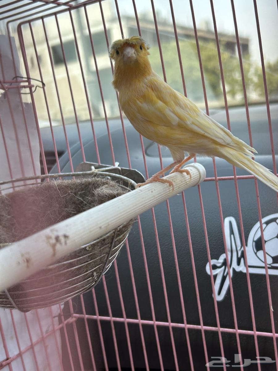 Female Canaries for Sale63619149083522111