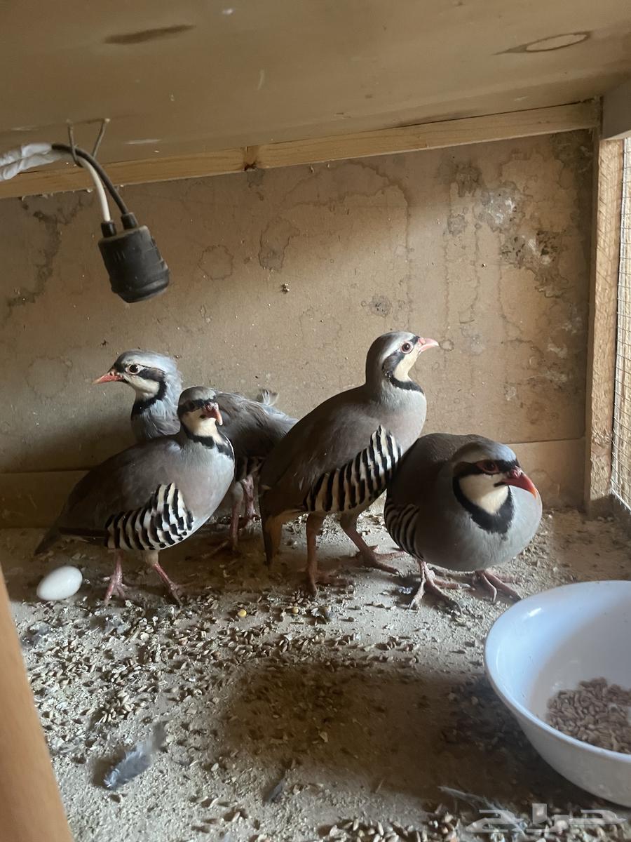 Male Shanir Partridges63623715746561112