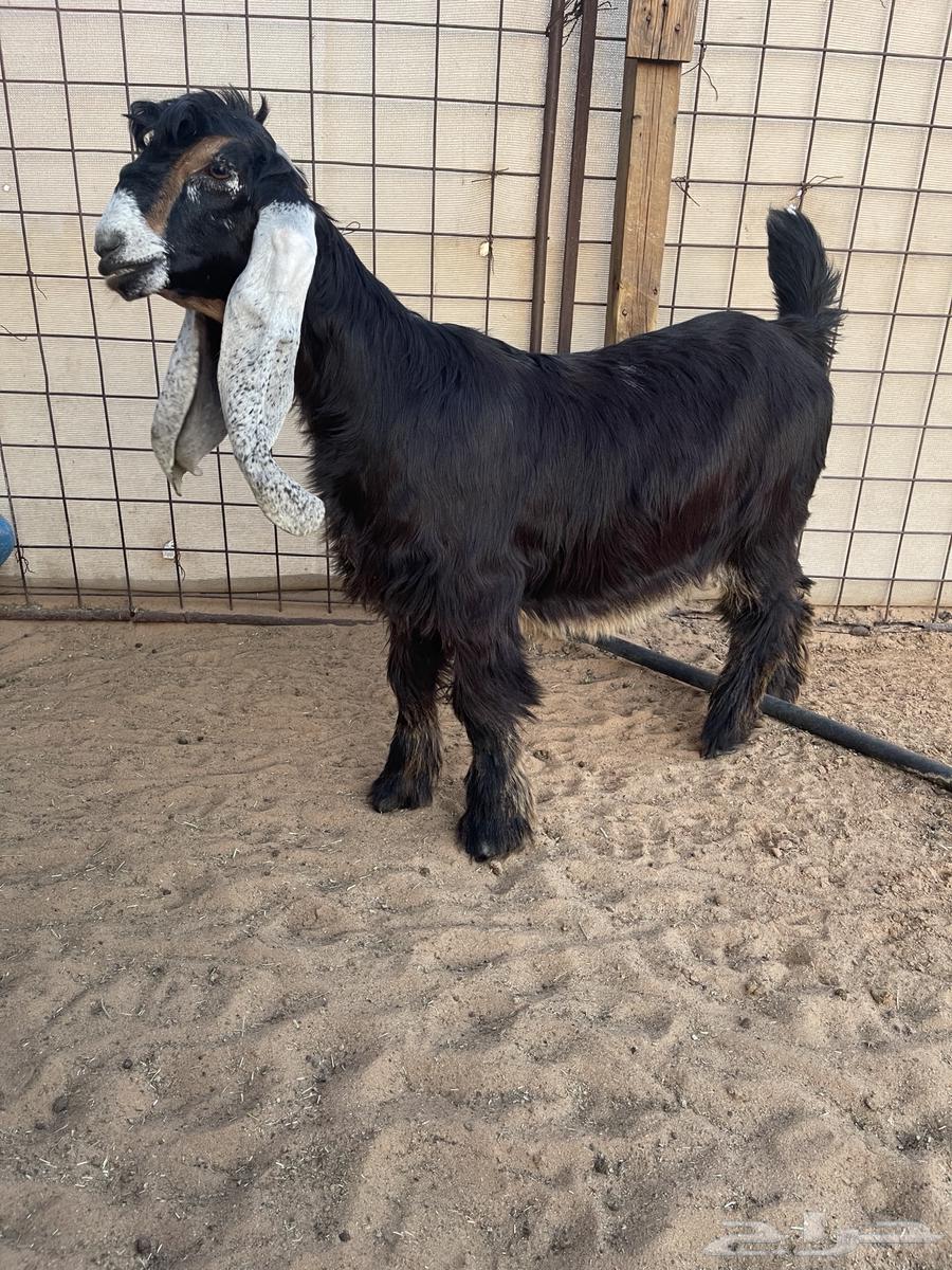 Offer to sell two breeding ewes63624368361602111