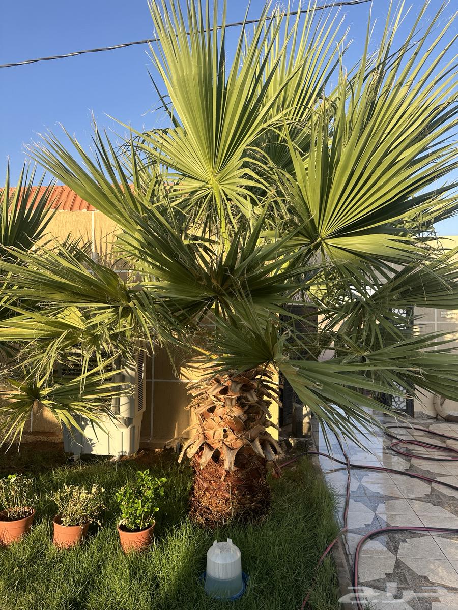 Two palm trees for sale63623215323905112