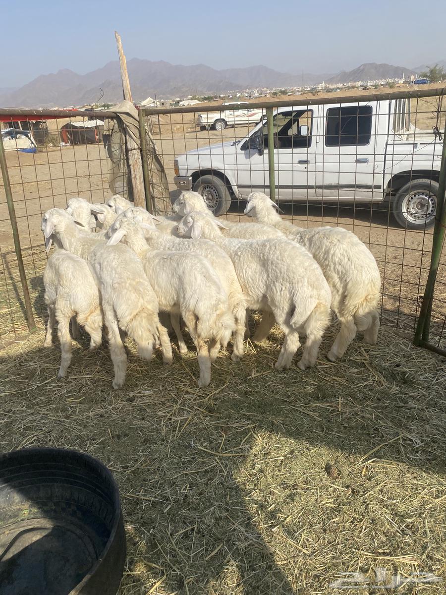 Italian slaughter. For occasions63622794087811111