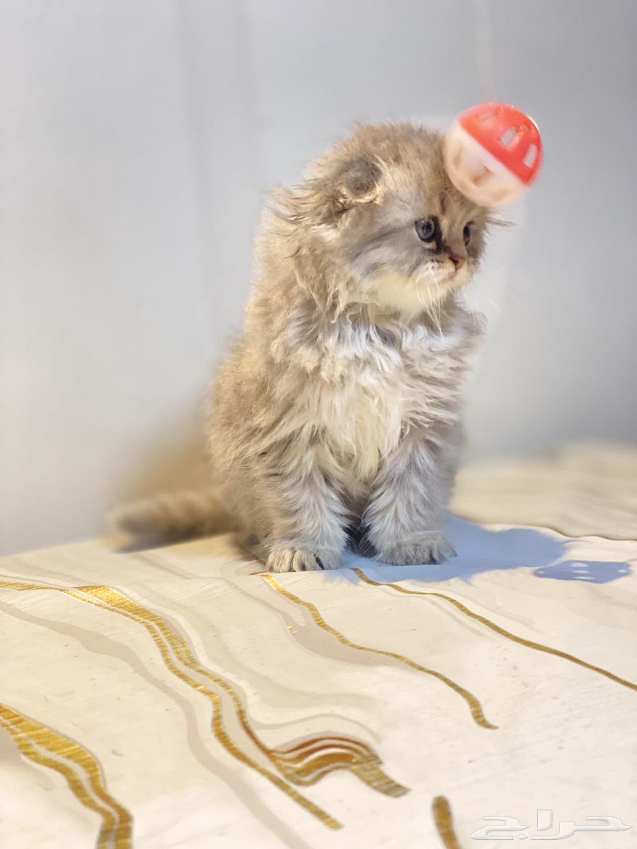 Scottish Fold kittens for sale63619046331395111