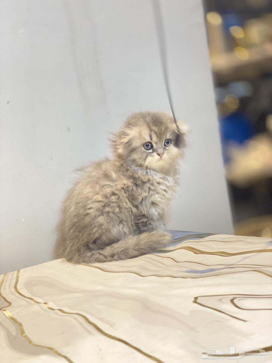 Scottish Fold kittens for sale63619046331395112