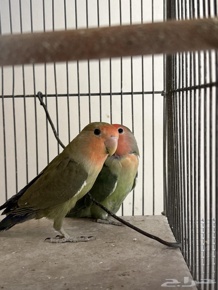 Birds of the Day63620917153795111