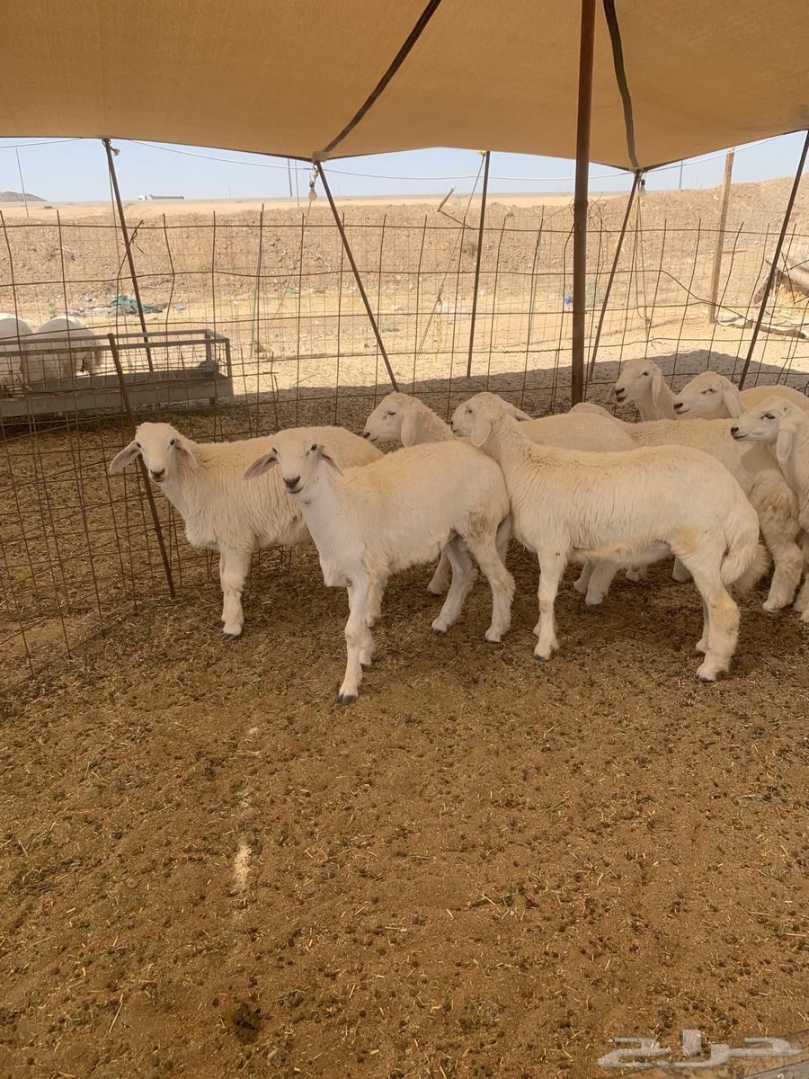 ذبايح حري ذباىح مناسبات زواج يوجد صلخ وتوصيل63621594510851113