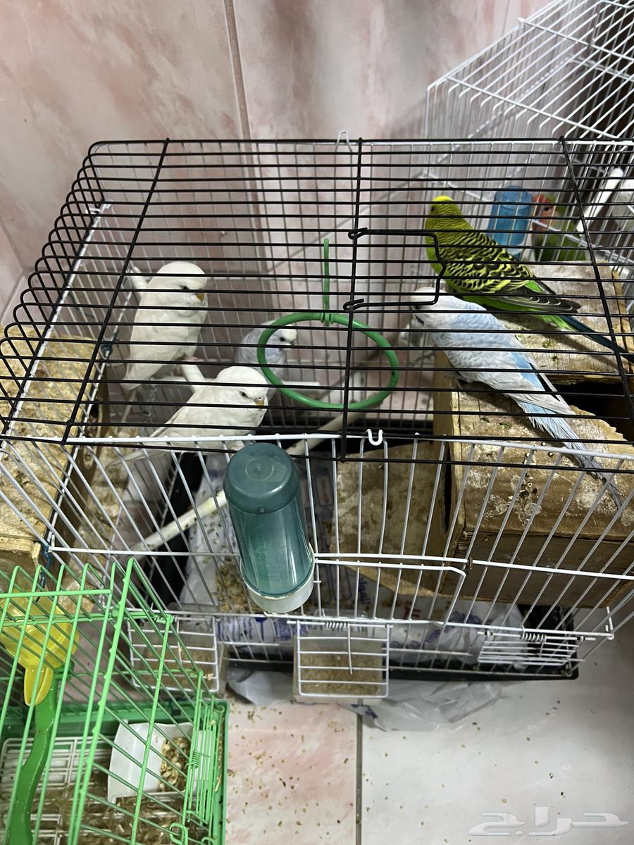 Budgie - Love Birds636189602828821117