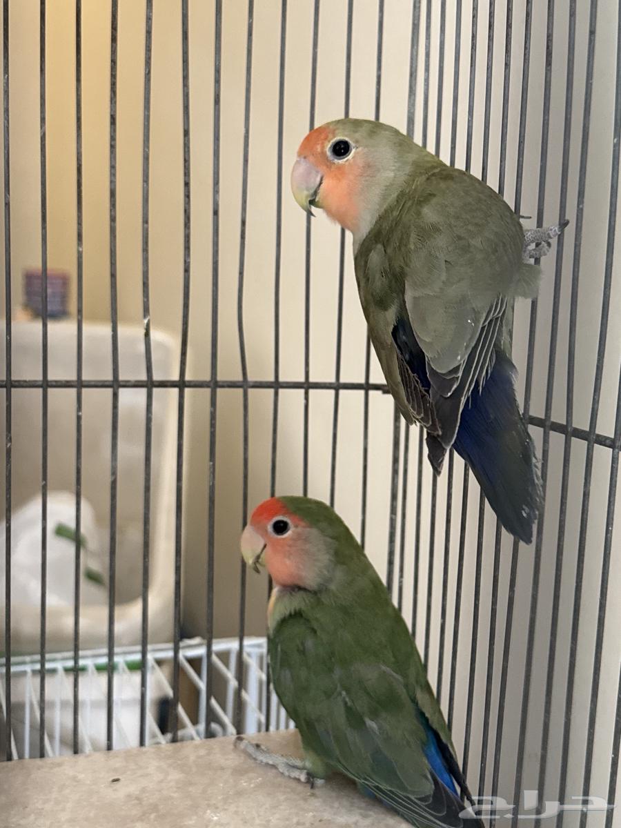 Birds of the Day63620917153795112