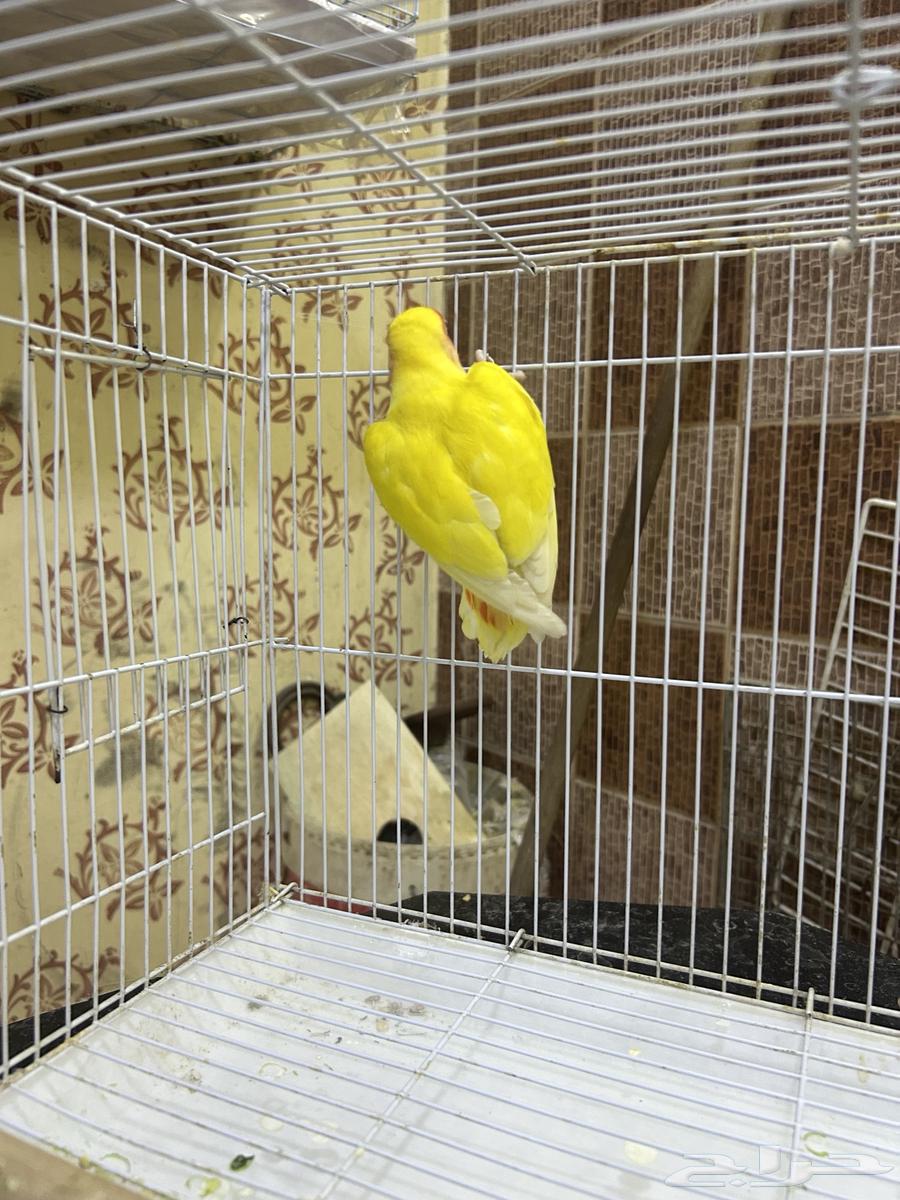 Female Rose 7063623050297857114