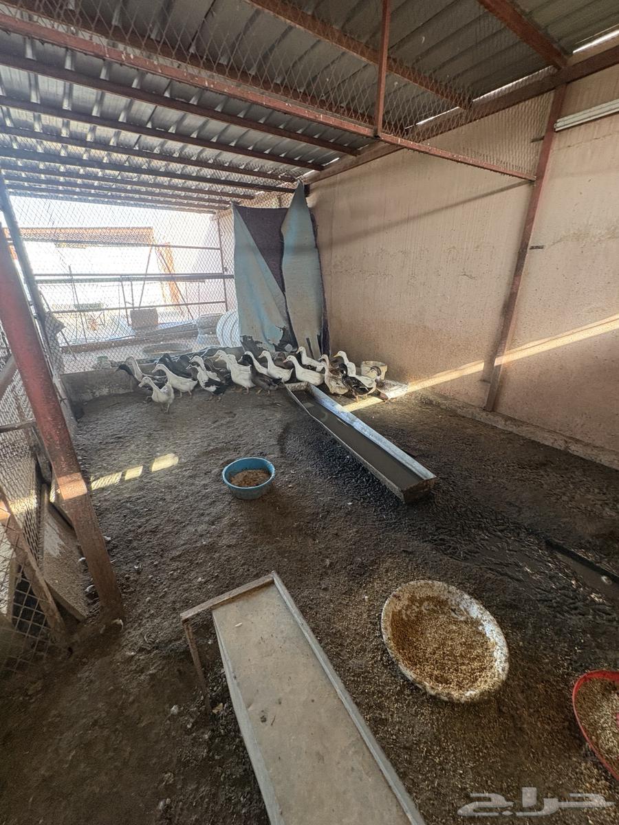 بط للبيع63622226168833113