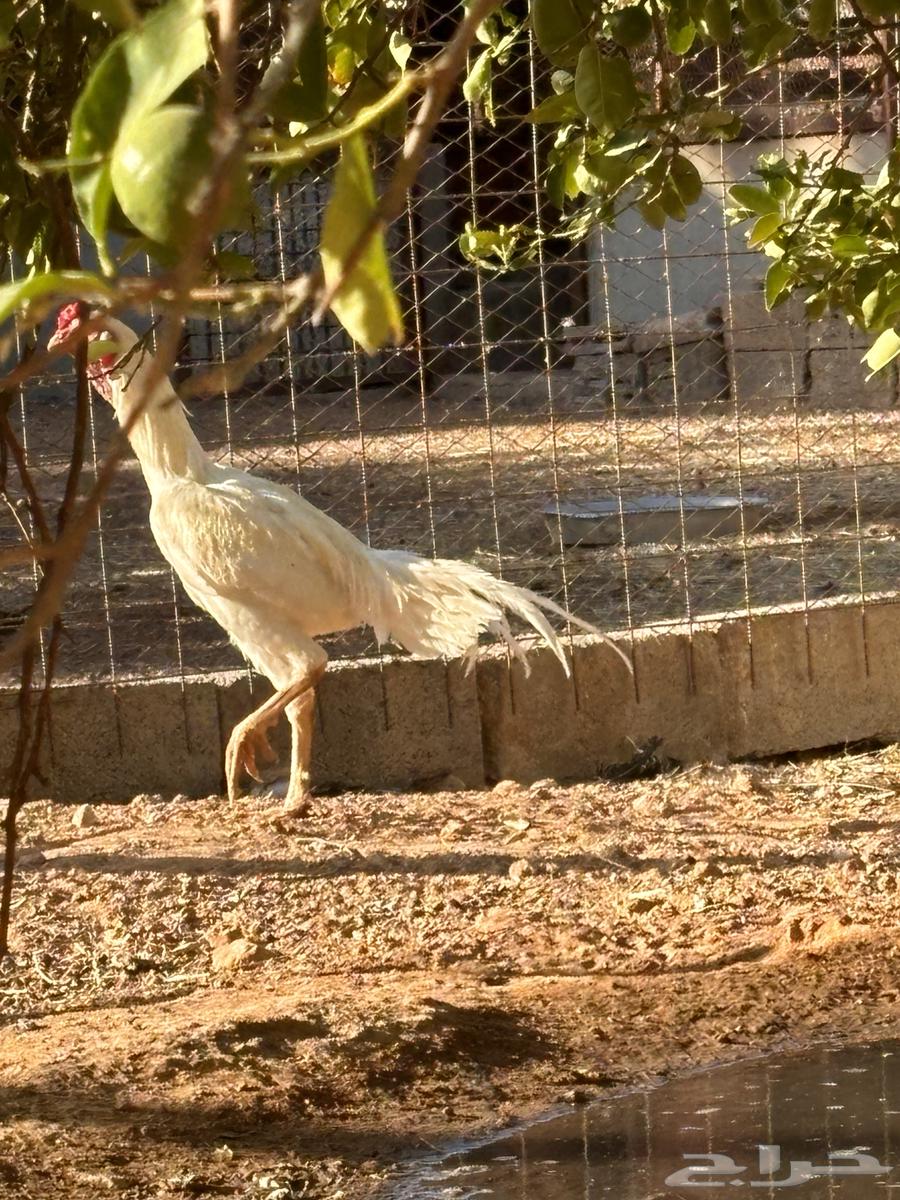 For sale rooster and hen Shamou63618963502721114