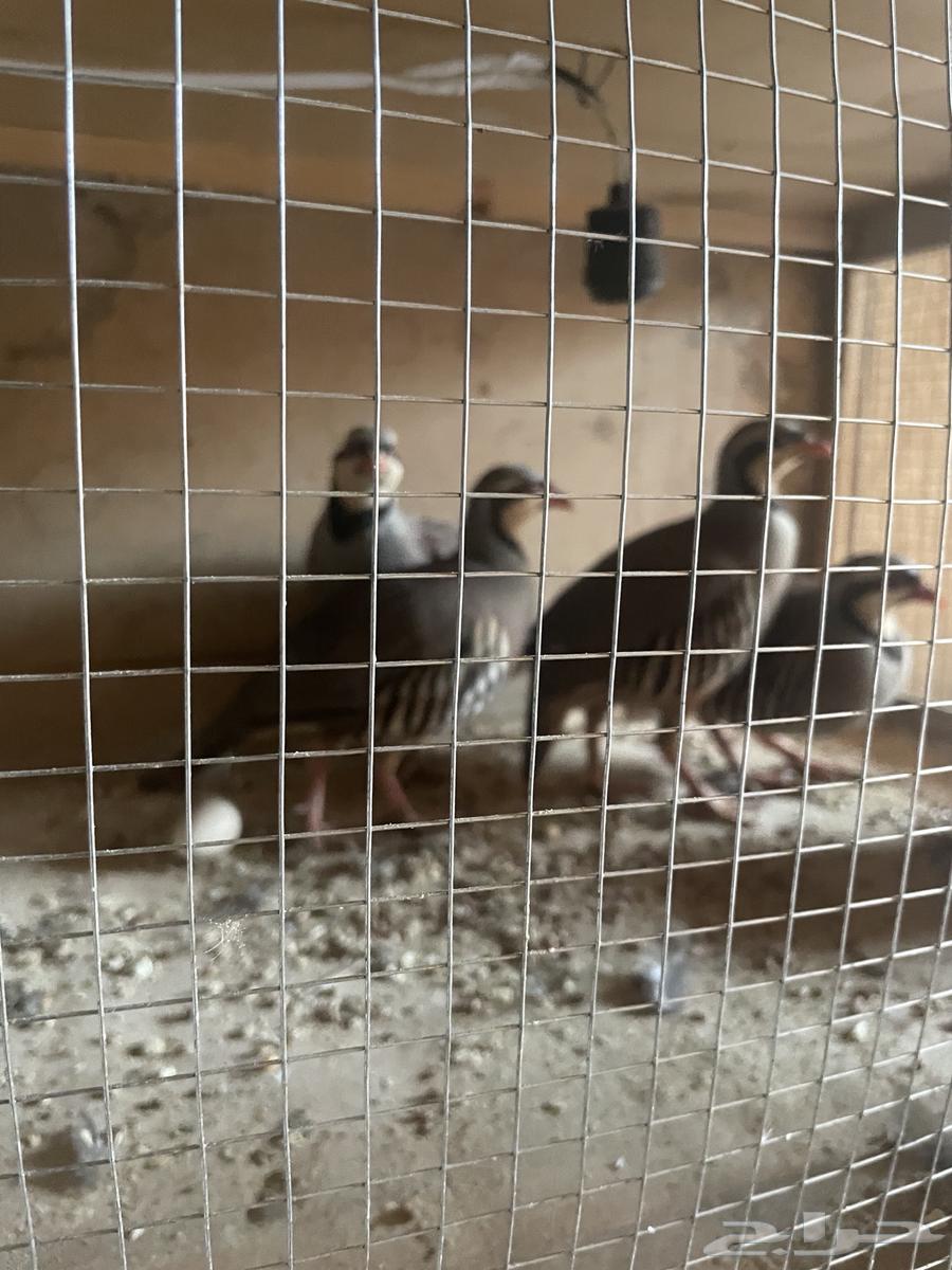 Male Shanir Partridges63623715746561113