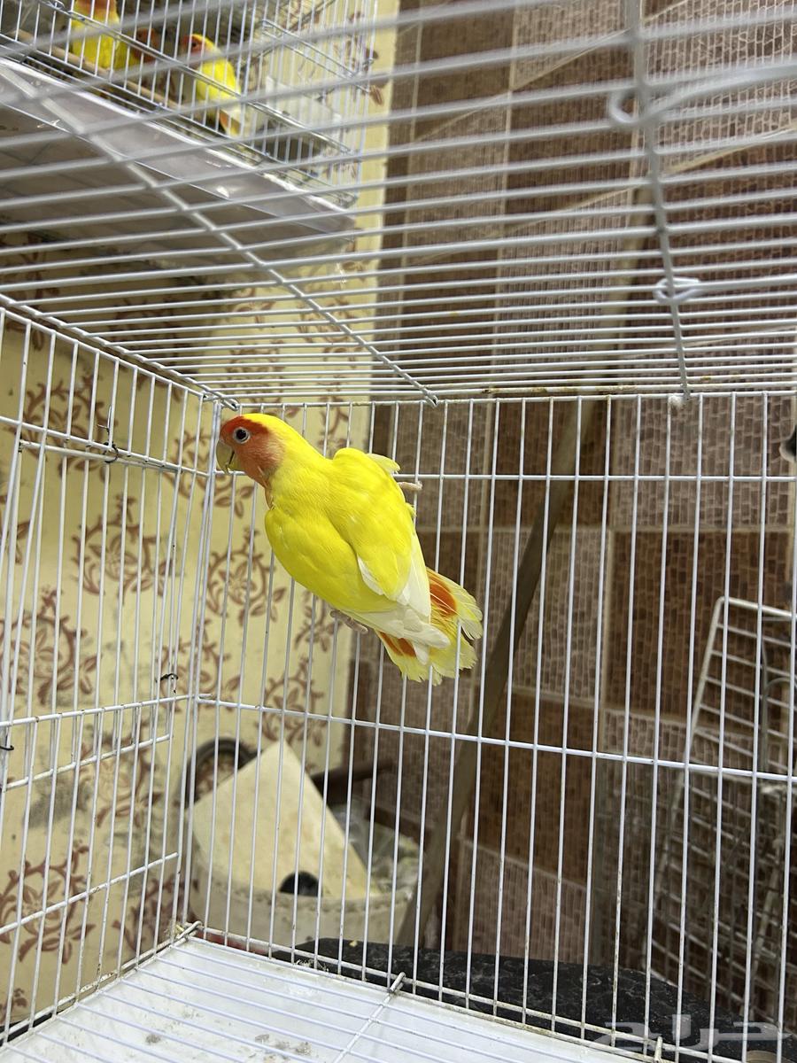 Female Rose 7063623050297857112