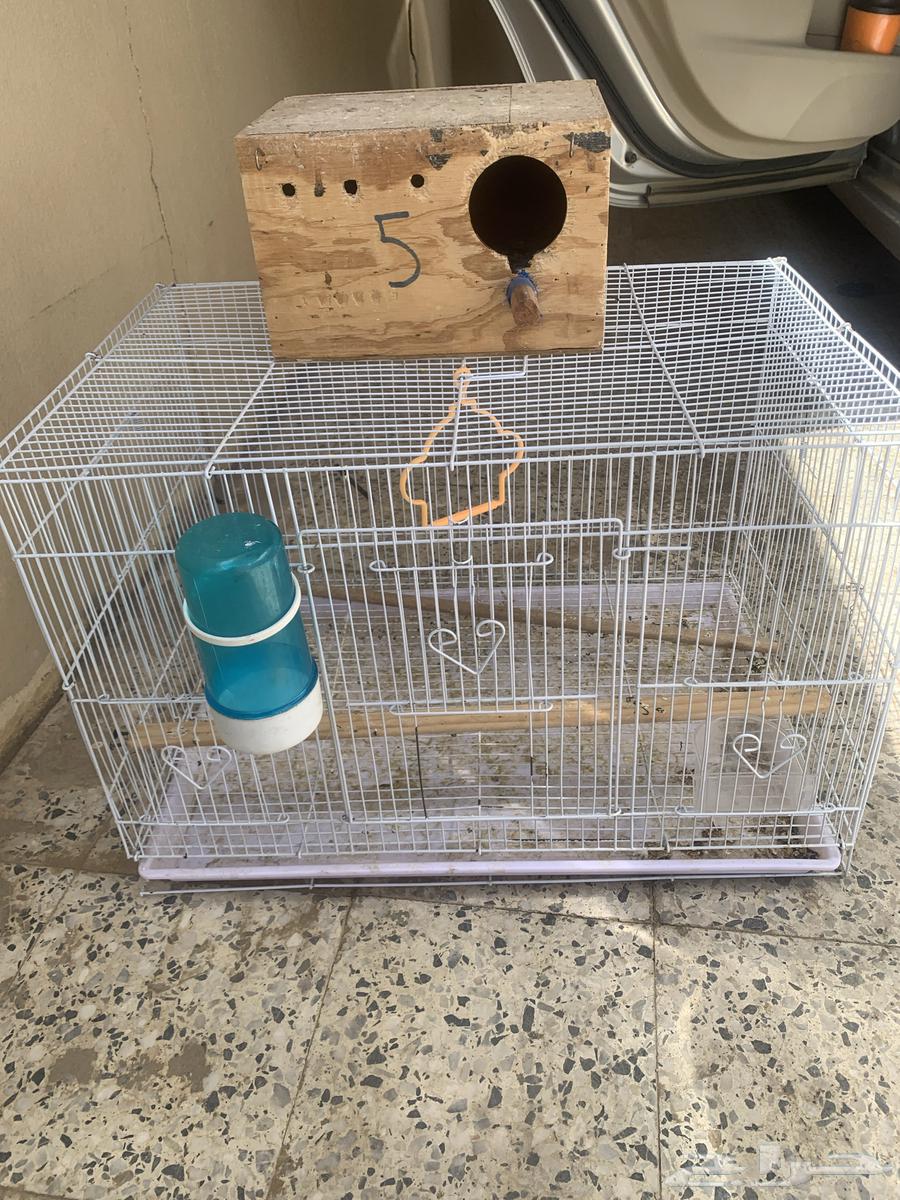 Bird net63620836756609112