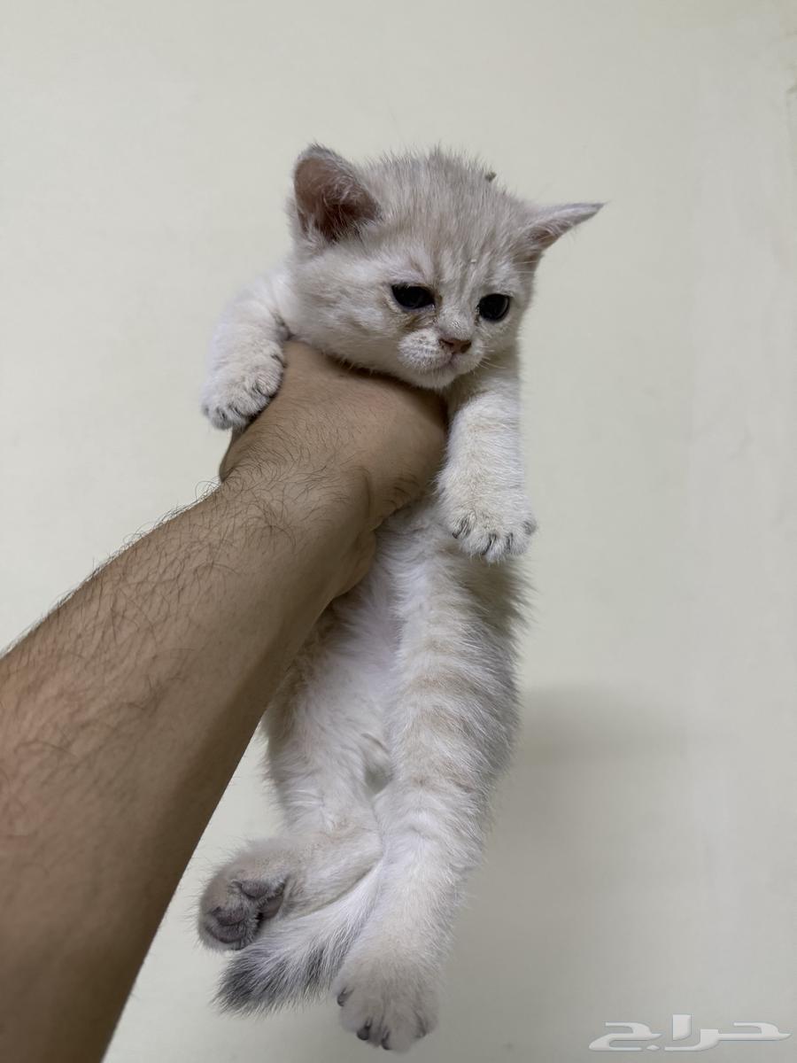 Scottish Fold Street Kitten for Sale63624448243715111