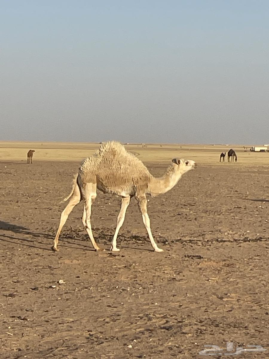 Male calf for sale63622794205697113