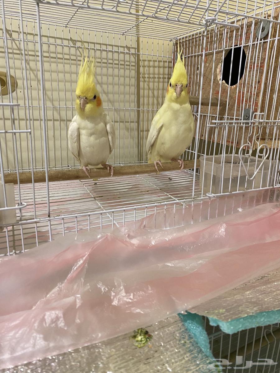 طيور كروان63620512671233112