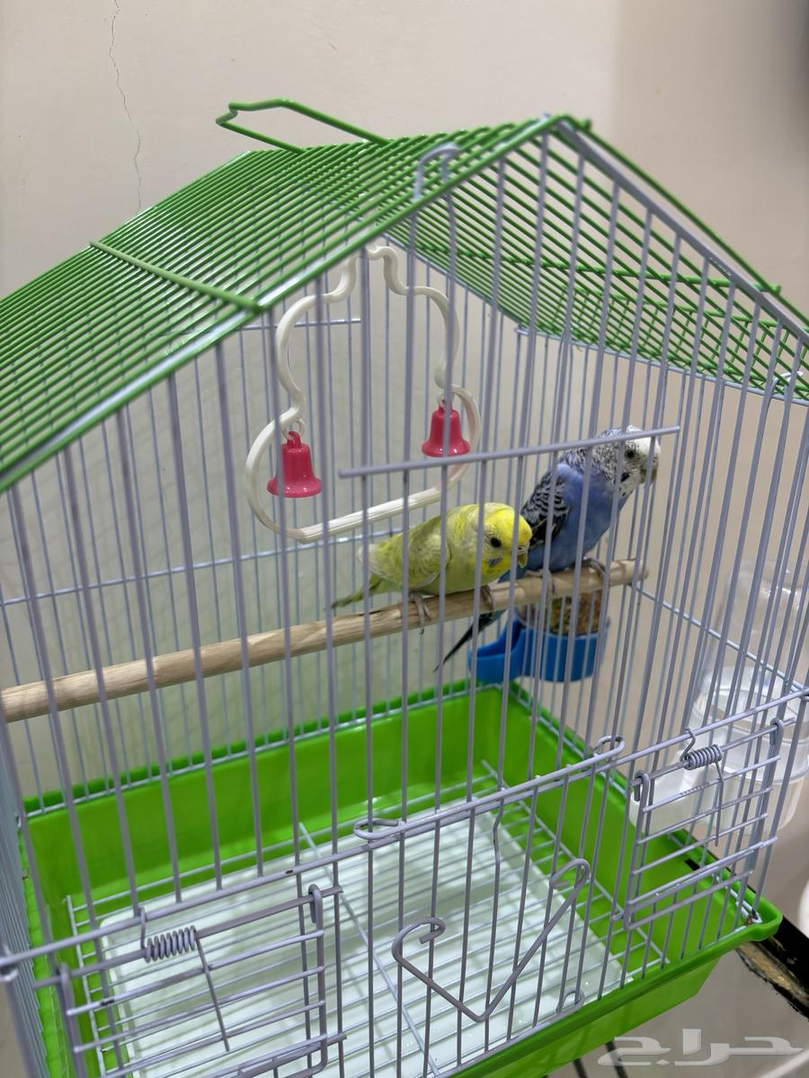 Budgie Pair63622884429314112