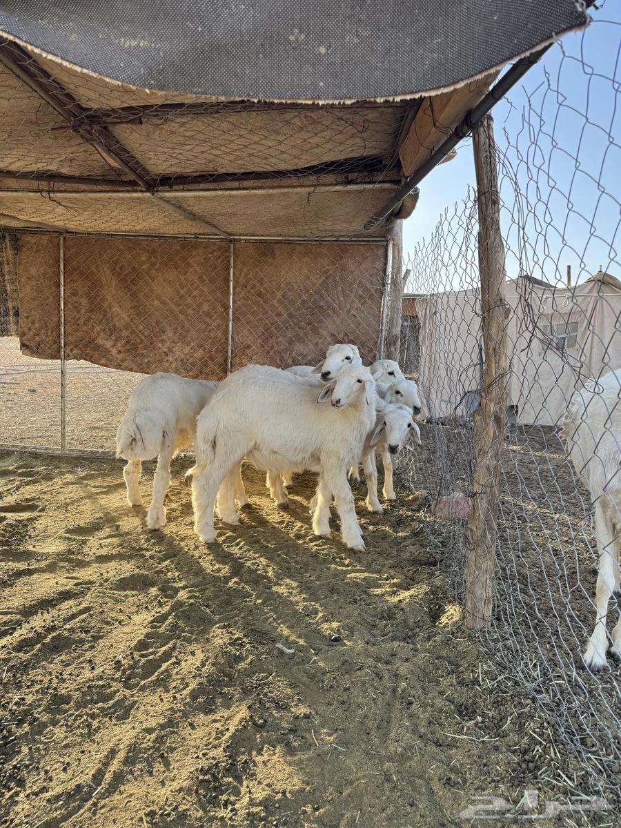 6 healthy closed sheep aged between 5 and 6 months63618966446467111