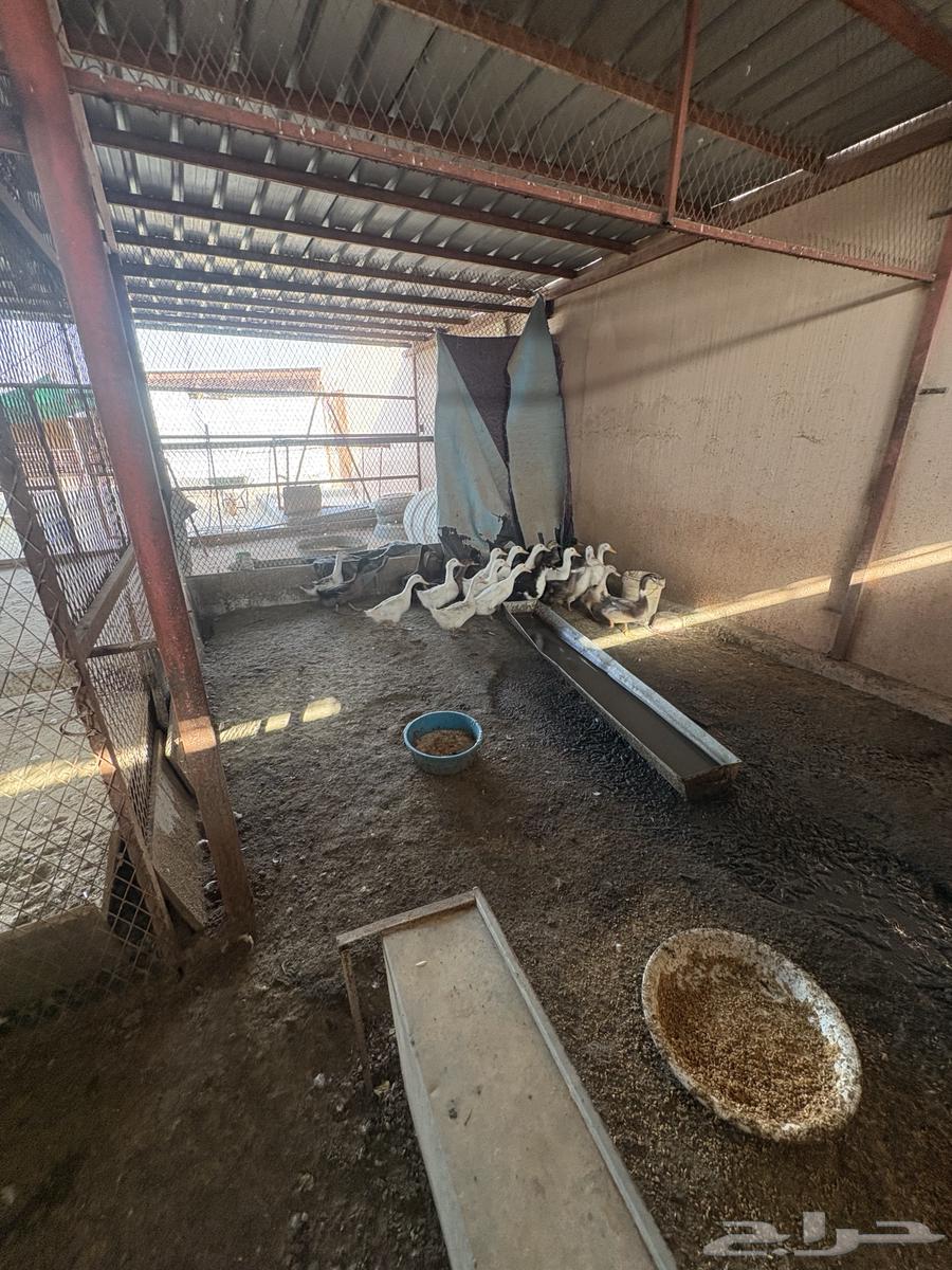 بط للبيع63622226168833114