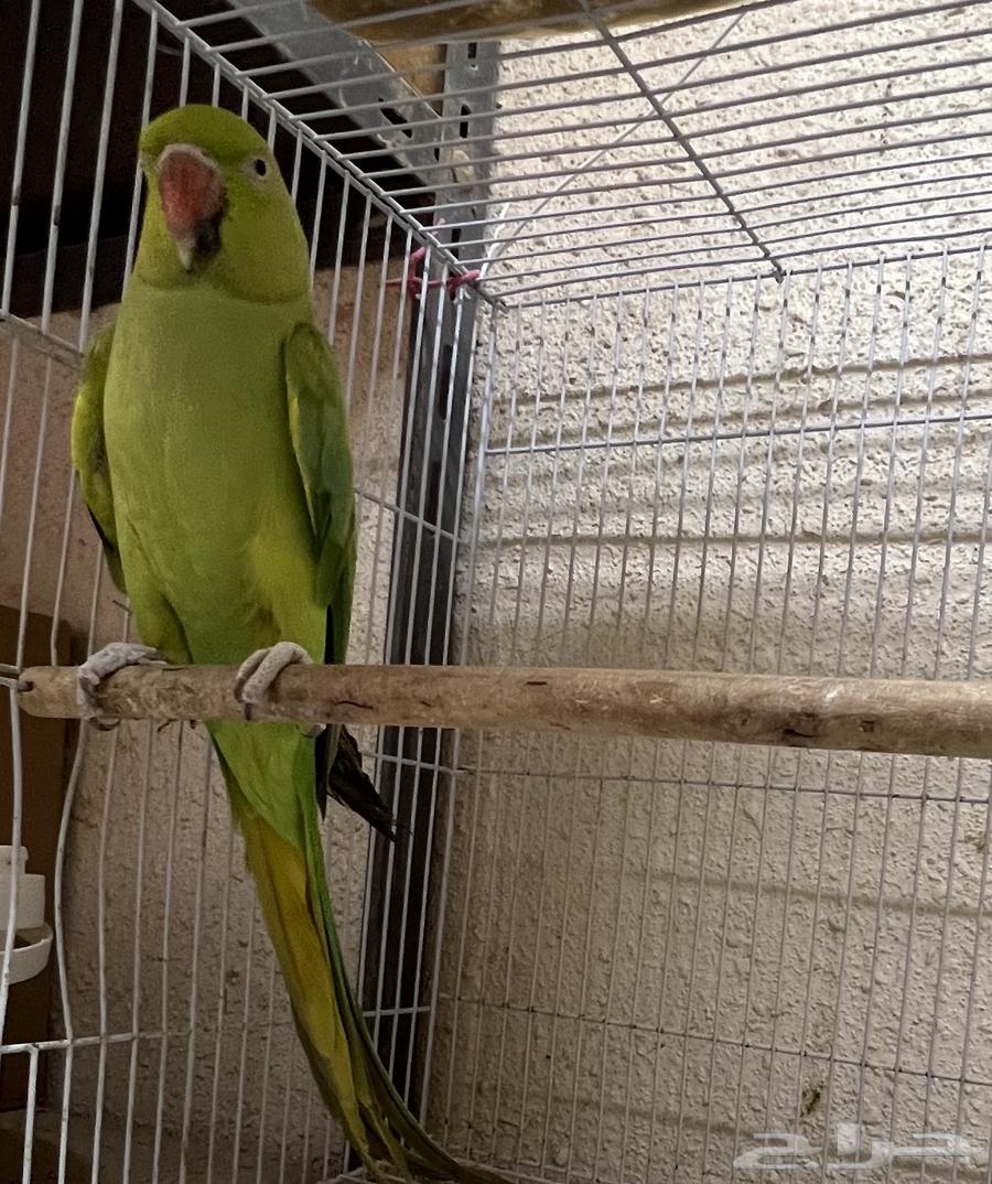 أنثى دره للبيع63620426419714114