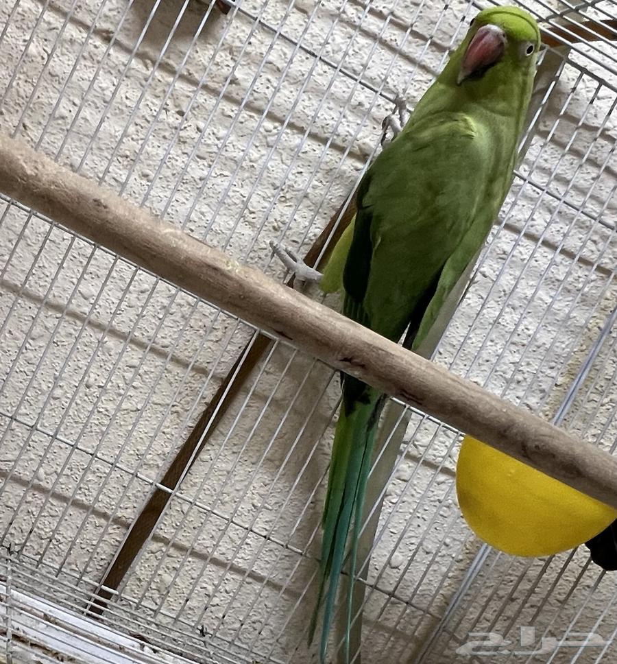 أنثى دره للبيع63620426419714111