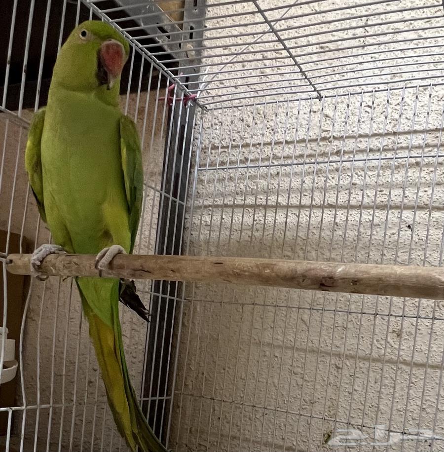 أنثى دره للبيع63620426419714112