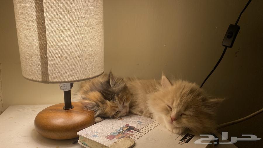 Persian cats for sale63618965206019112