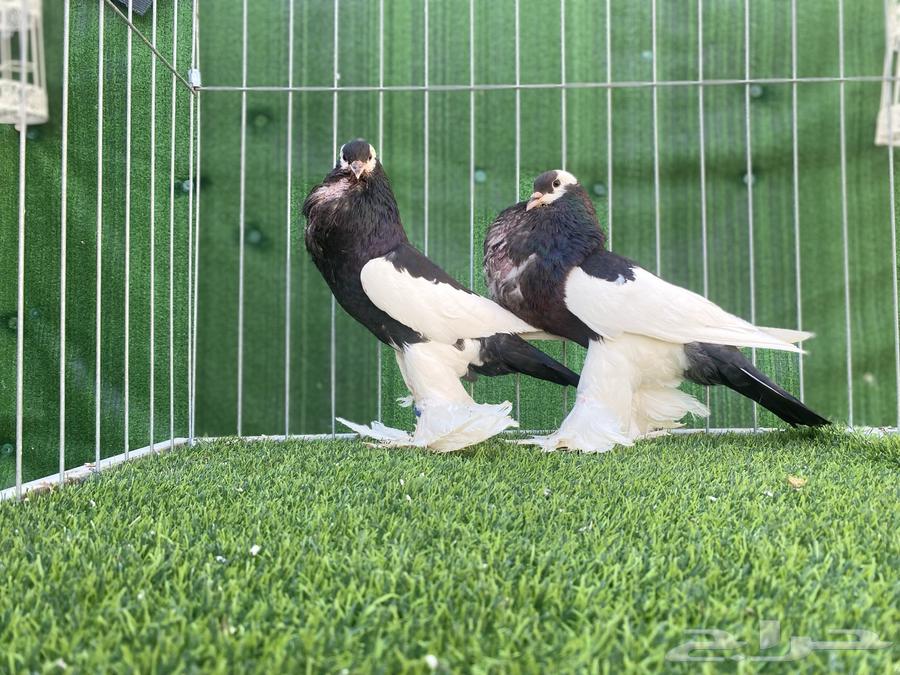 حمام نفاخ. تم البيع63624536184323113