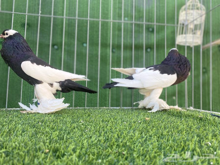 حمام نفاخ. تم البيع63624536184323111