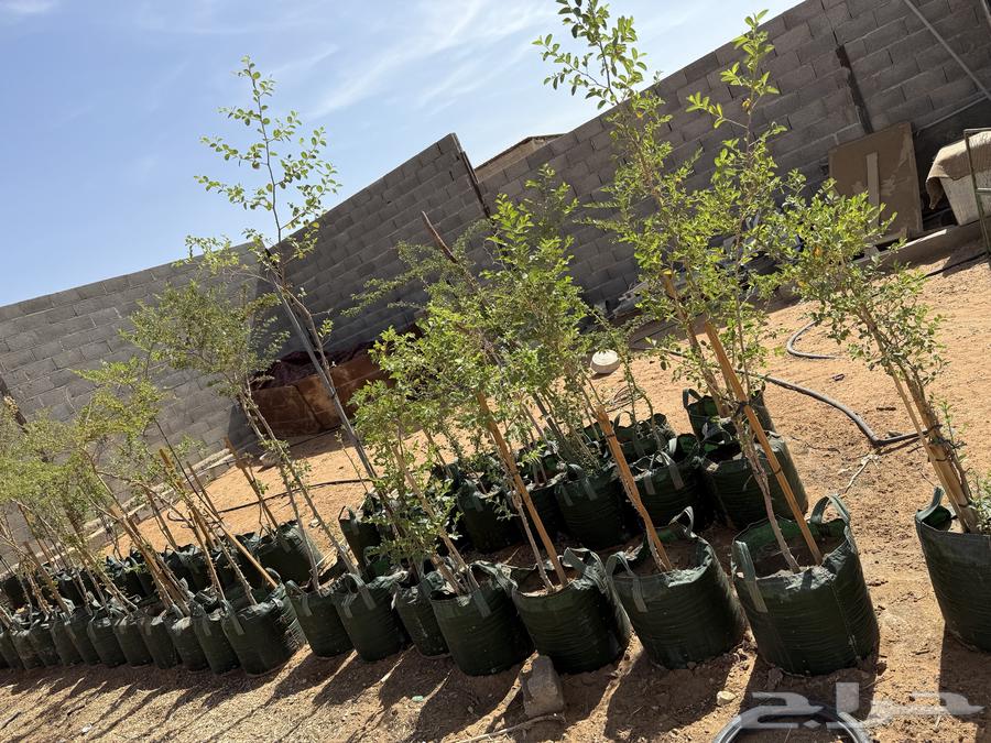 Indian Almond and Large Maraki Sidr Tree Seedlings63621421363457114