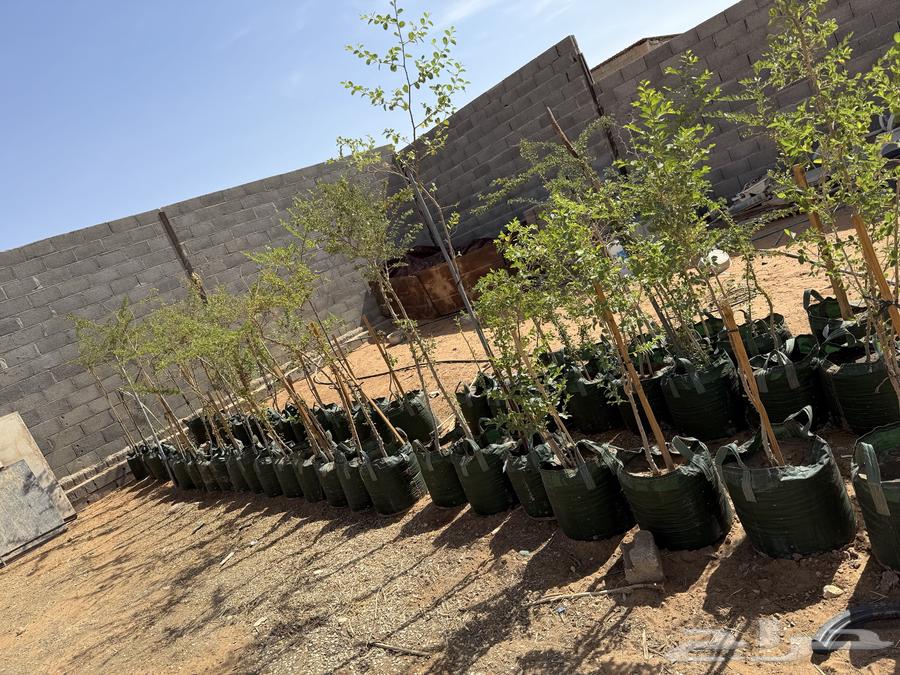 Indian Almond and Large Maraki Sidr Tree Seedlings63621421363457113