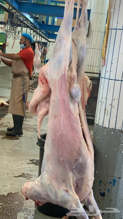Goat and Sheep Slaughter with Delivery63619643523203113