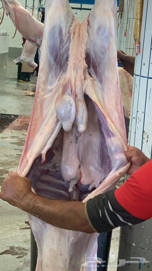 Goat and Sheep Slaughter with Delivery63619643523203111