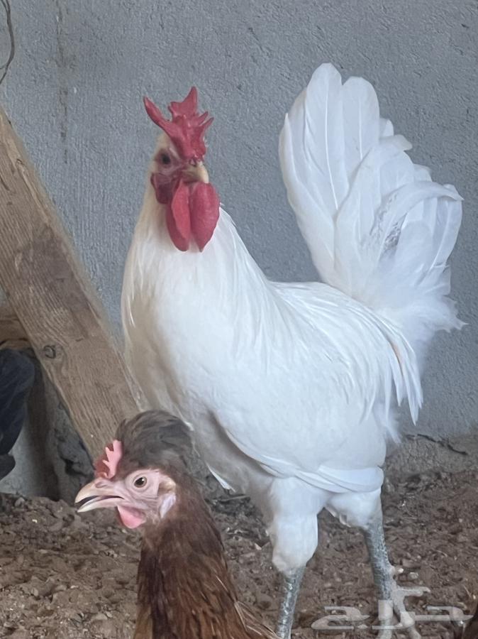 White local rooster, known for differentiation, sold, sold63623553884290114