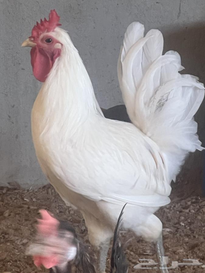 White local rooster, known for differentiation, sold, sold63623553884290113