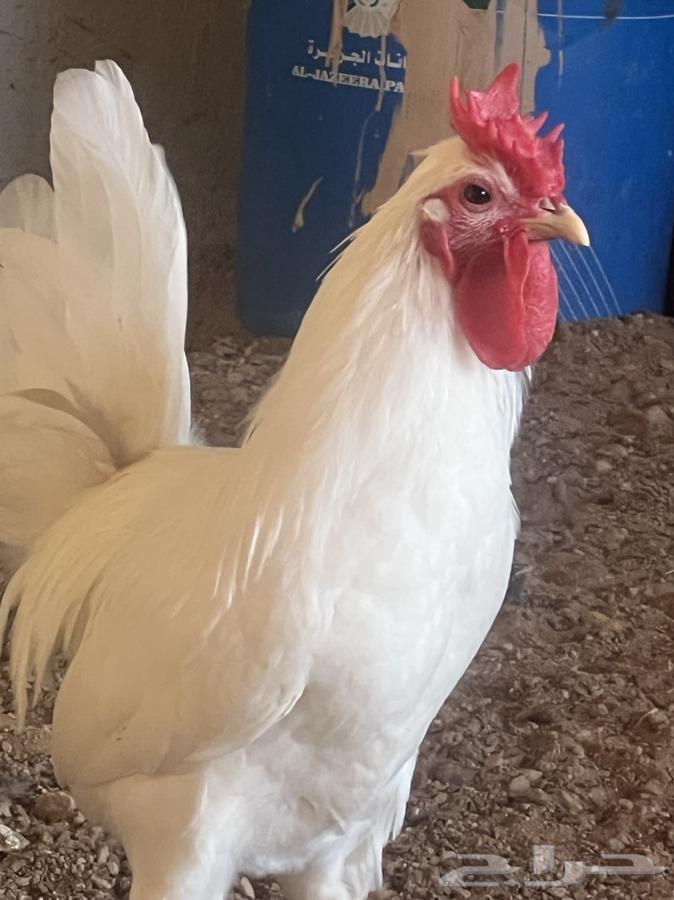 White local rooster, known for differentiation, sold, sold63623553884290111