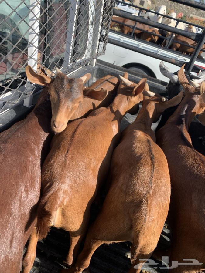 Goat and Sheep Slaughter with Delivery63619643523203114