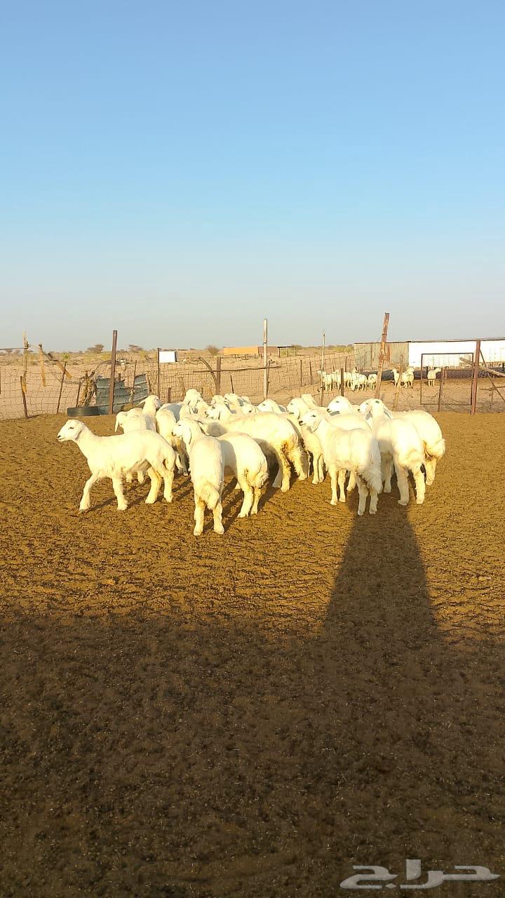 Free-range chicken from Al-Tayif Al-Sdirah (for sale)63624621559937113