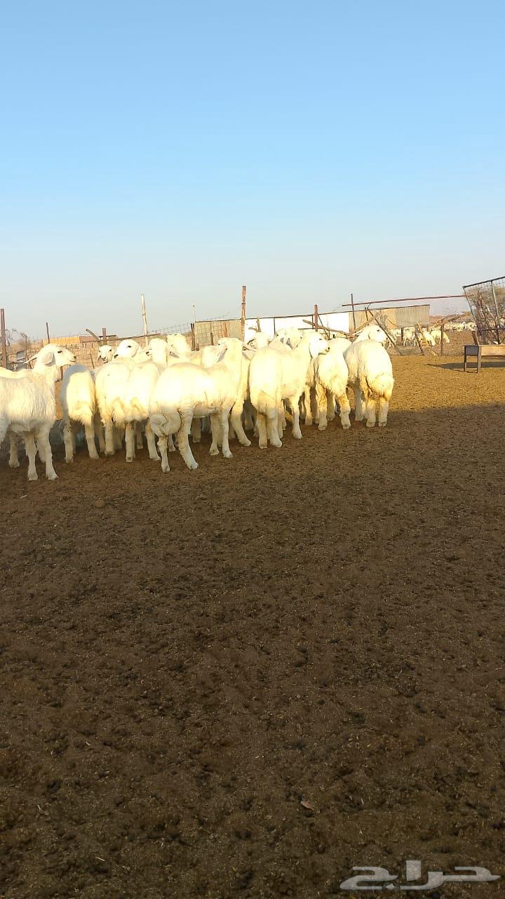 Free-range chicken from Al-Tayif Al-Sdirah (for sale)63624621559937111