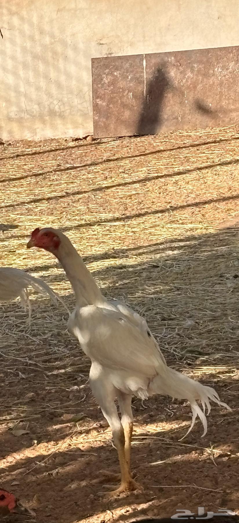 For sale rooster and hen Shamou63618963502721111