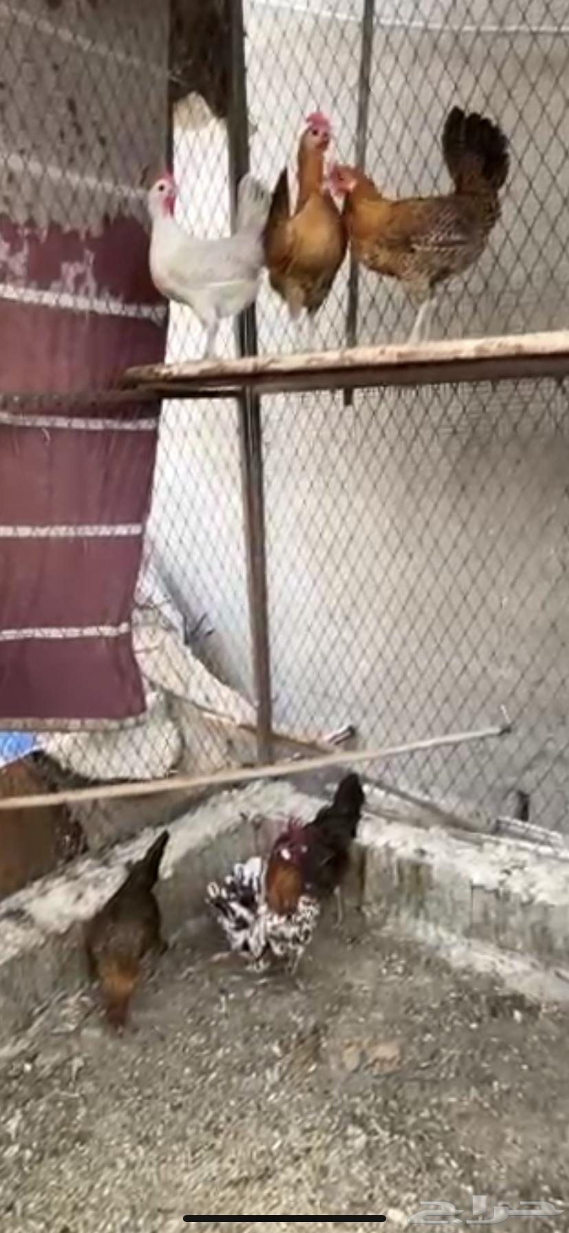للبيع دجاج 5 دجاجات وديك63654681536897111