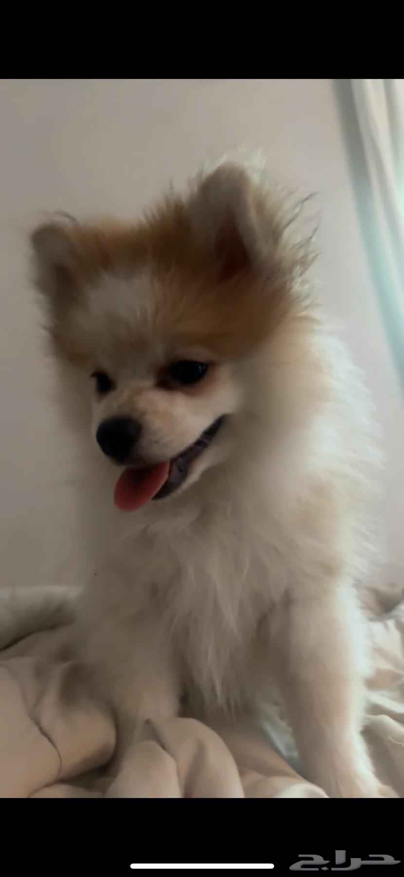 Pomeranian Dog63618967486083111