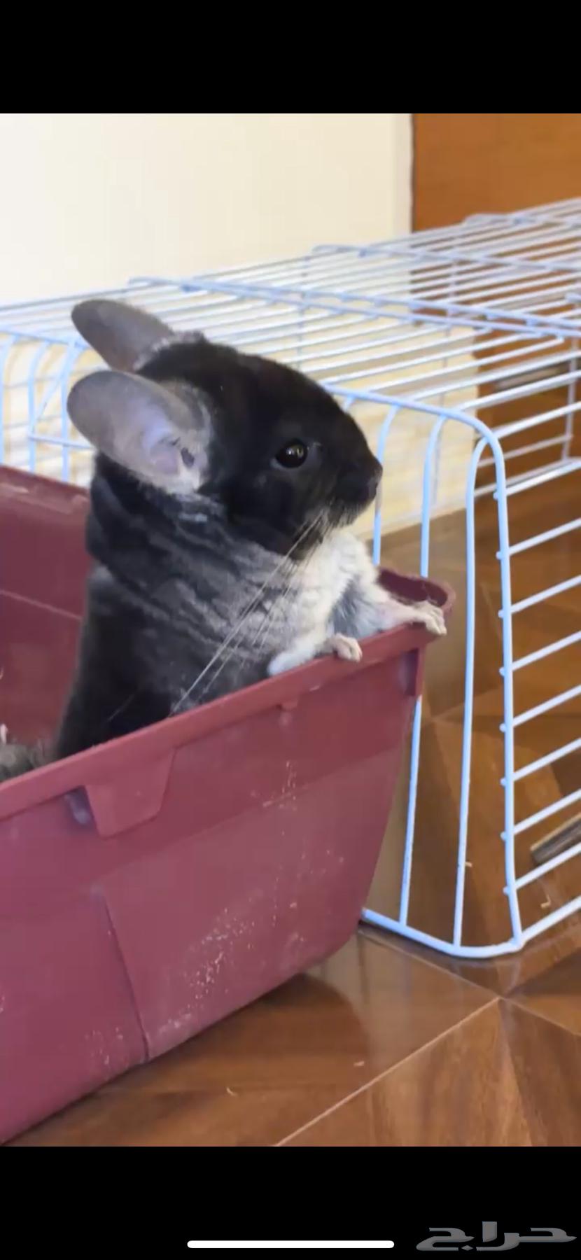 Chinchilla chinchilla63623386455427111