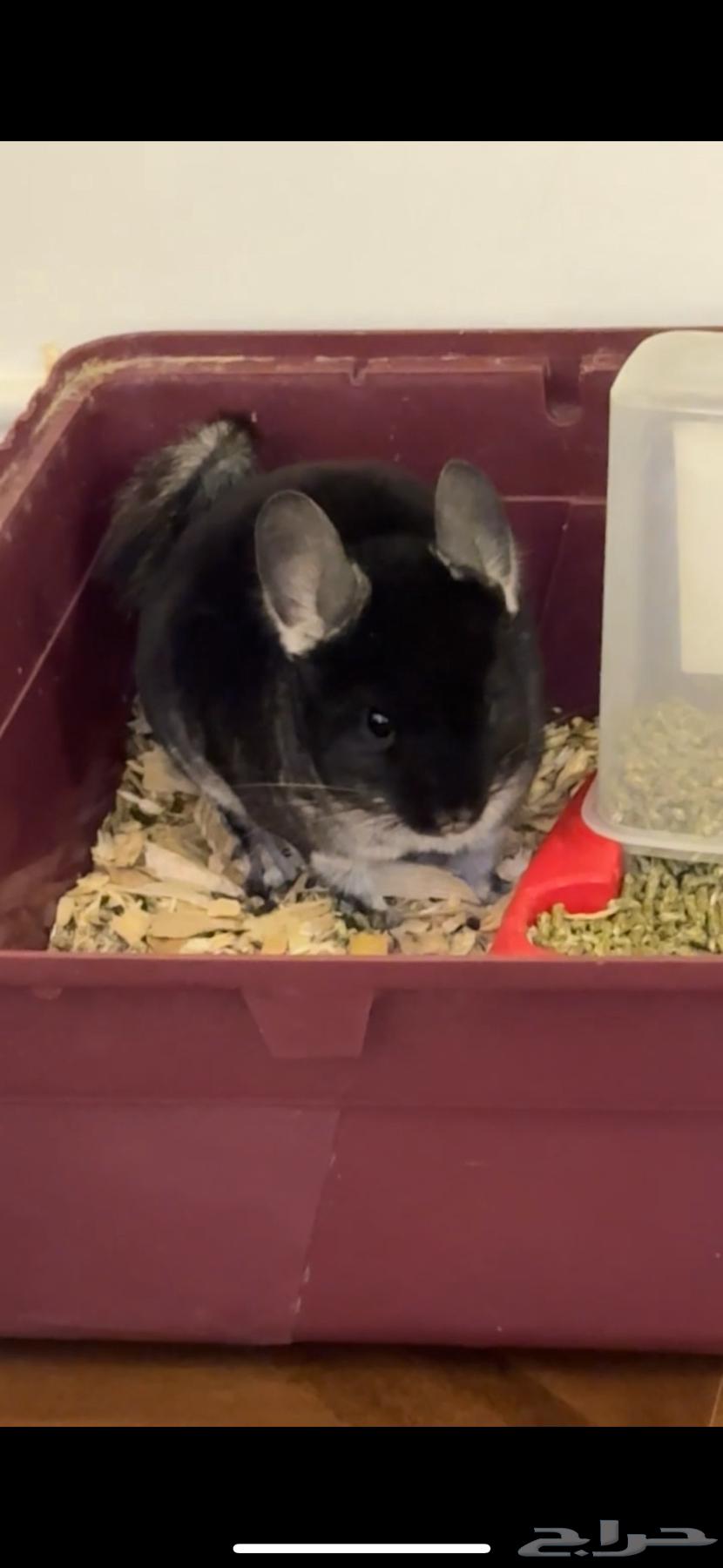 Chinchilla chinchilla63623386455427114