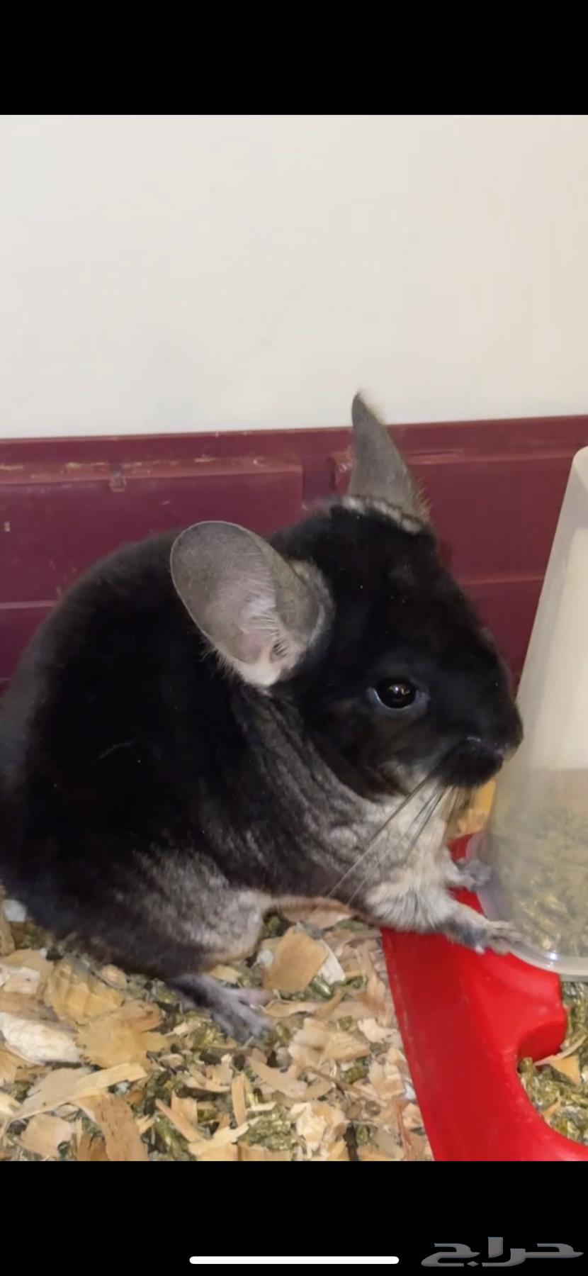 Chinchilla chinchilla63623386455427112