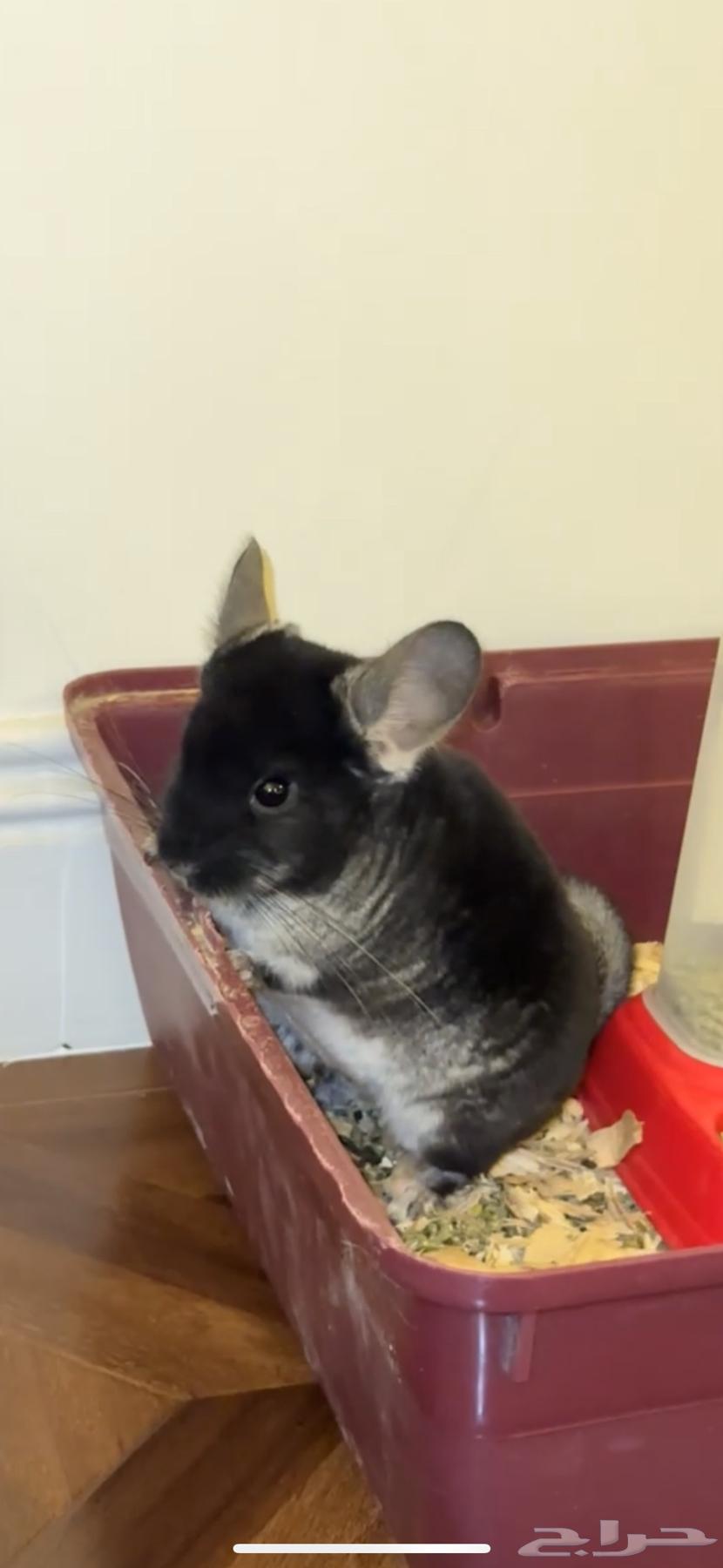 Chinchilla chinchilla63623386455427113