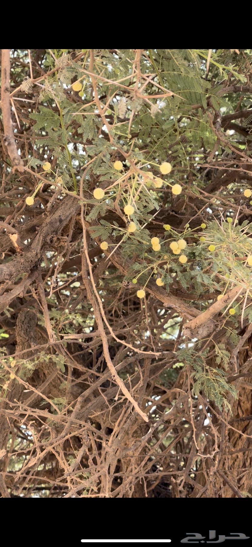 عسل63624942989699114